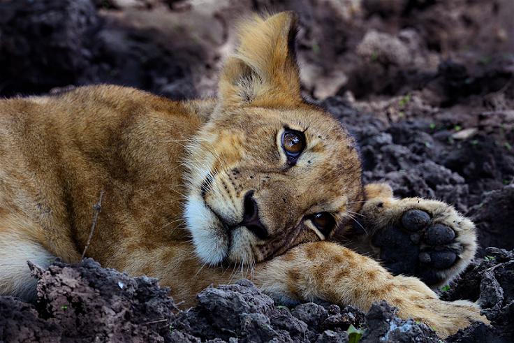 A lion cub lies on the ground with its head resting on its paw, looking off into the distance.