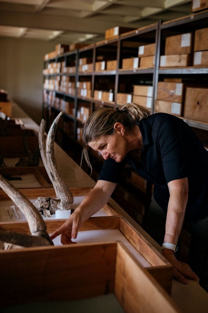 Louise Leaky examines animal horns displayed in a wooden case inside a storage room lined with shelves and boxes.