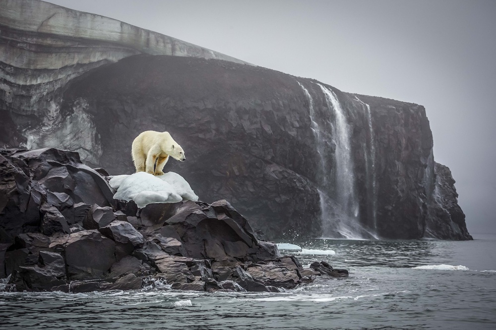 A polar bear stands on an ice patch atop rocky cliffs near the ocean, with a waterfall and misty sky in the background.