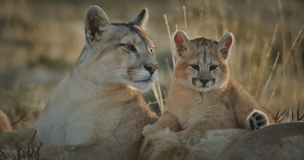An adult puma and a puma cub rest together on grass, looking alert and calm in a sunlit natural environment.